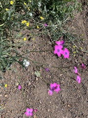 Saltugilia splendens