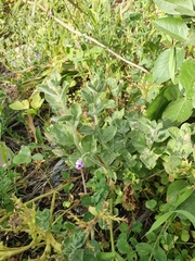 Convolvulus sabatius subsp. mauritanicus image