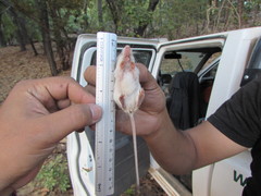Narrow-Skulled Pocket Mouse photo 2