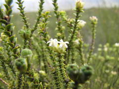 Euchaetis pungens