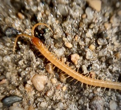 Geophilus flavus