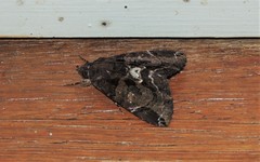 Catephia linteola