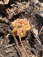 Gyromitra korfii