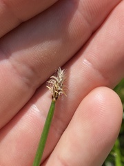 Eleocharis palustris