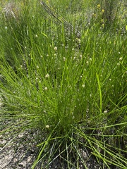 Eleocharis palustris