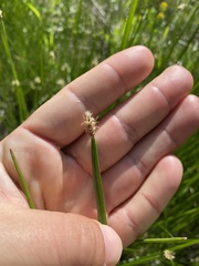 Eleocharis palustris