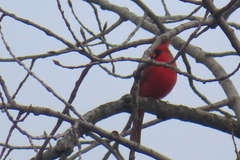 Cardinalis cardinalis
