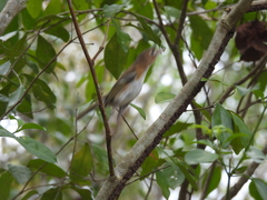 Vireo bairdi