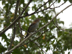 Vireo bairdi