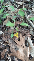 Chrysogonum