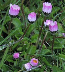 Bellis perennis