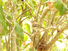 Vireo bairdi