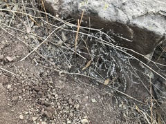 Cheilanthes hypoleuca