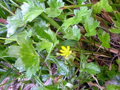 Ranunculus lowii
