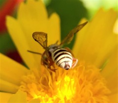 Triepeolus subnitens