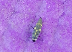 Olla