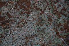 Riccia albovestita