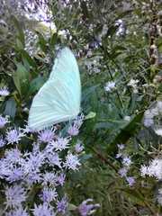Pseudopieris nehemia