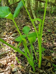 Uromyces ari-triphylli