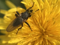 Coelopa