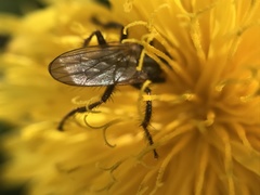 Coelopa