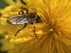Coelopa