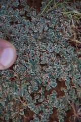 Riccia albovestita