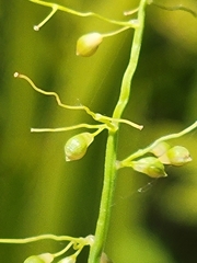Dichanthelium webberianum image