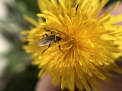 Coelopa