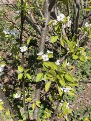 Pyrus pyrifolia