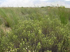 Euchaetis pungens