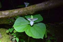 Trillium simile