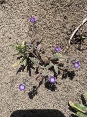 Phacelia davidsonii