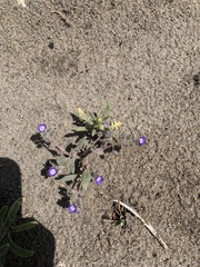 Phacelia davidsonii
