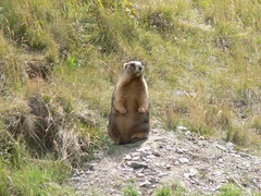 Marmota baibacina