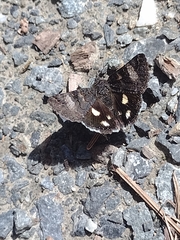 Litocala sexsignata