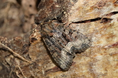 Oligia strigilis