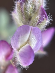 Lupinus concinnus orcuttii