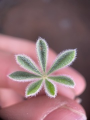 Lupinus concinnus orcuttii