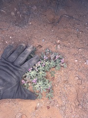 Lupinus concinnus orcuttii