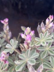 Lupinus concinnus orcuttii