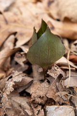 Trillium recurvatum