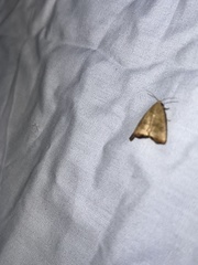 Bagisara rectifascia