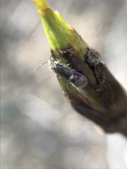 Heringocrania unimaculella