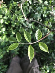 Fraxinus quadrangulata