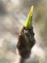 Heringocrania unimaculella