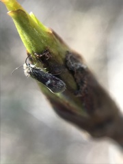 Heringocrania unimaculella
