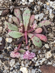 Calyptridium pulchellum