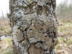 Physconia grumosa