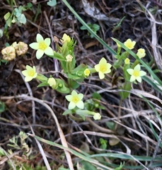 Centaurium maritimum